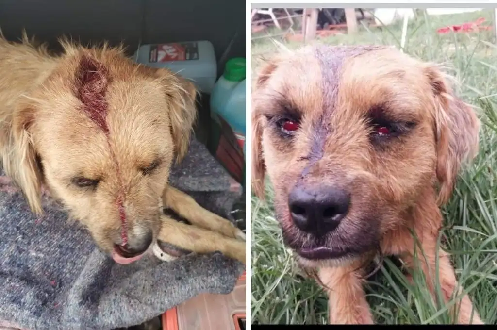 Salvaje ataque en Venado Tuerto: agarró a palazos a una perra y fue escrachada por los vecinos