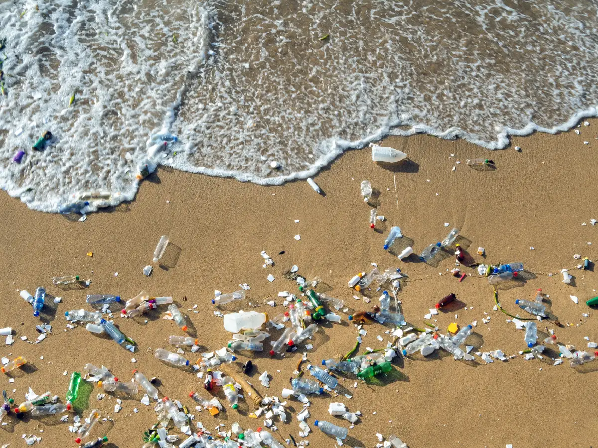 En el Día del Medio Ambiente,  los expertos coinciden en  que "no hay nada que festejar"