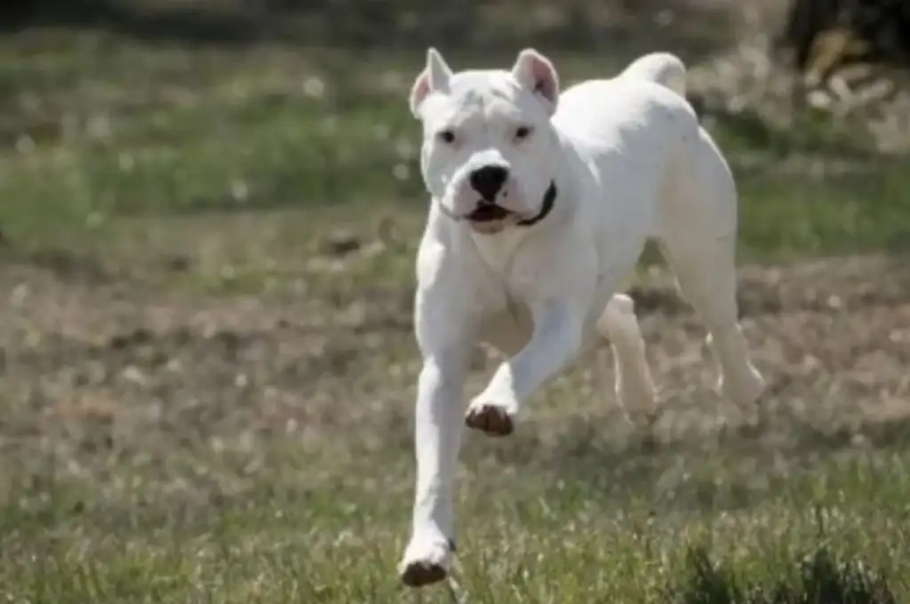 Dogo