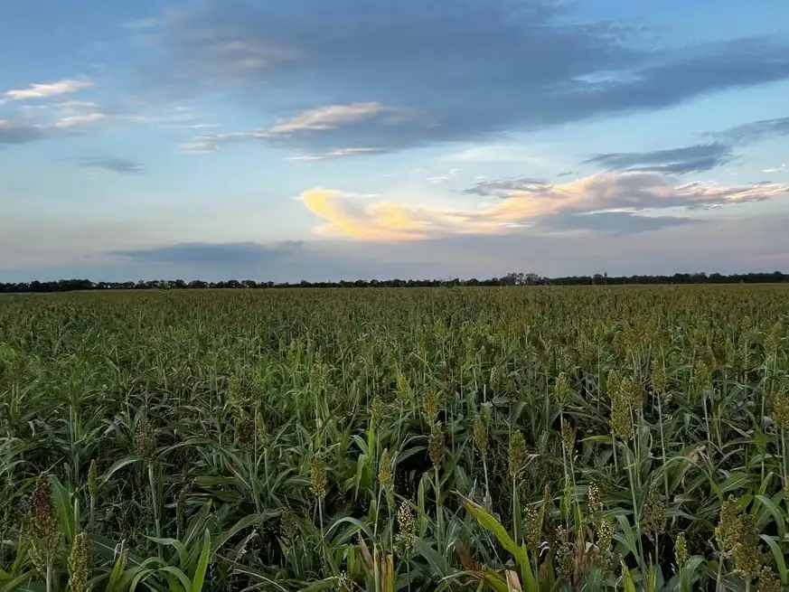 Las lluvias de esta semana mejoraron el perfil de agua en toda el área agrícola.