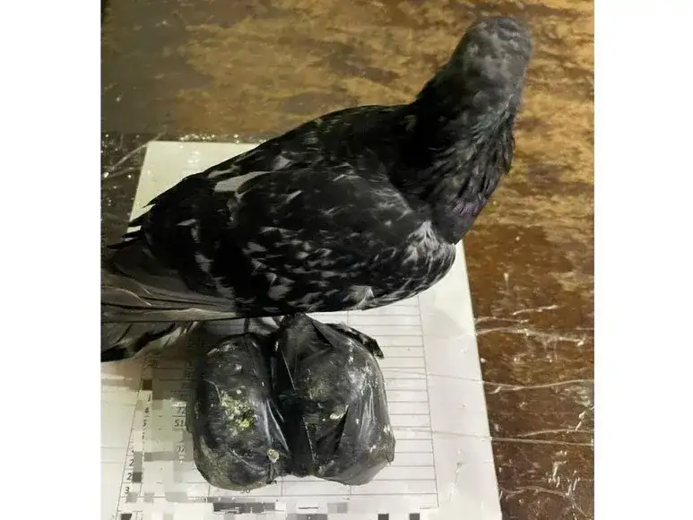 palomas drogas - 1
