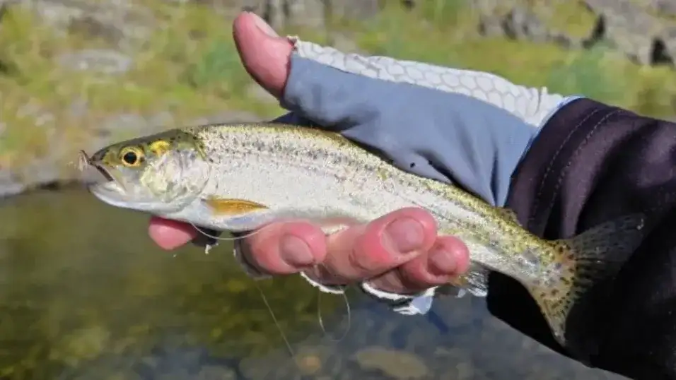 Habilitaron la pesca deportiva de truchas y dorados en Córdoba: cuáles son las reglas y modalidades permitidas