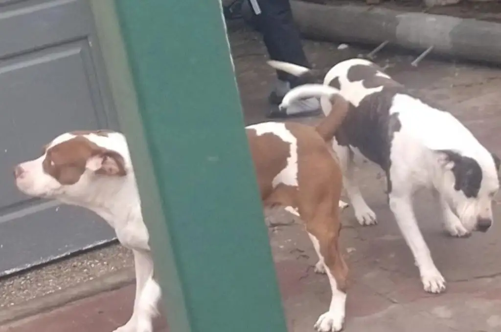 Santa Fe: brutal ataque de dos pitbulls dejó a una mujer con la cara desfigurada y a su nieta en grave estado