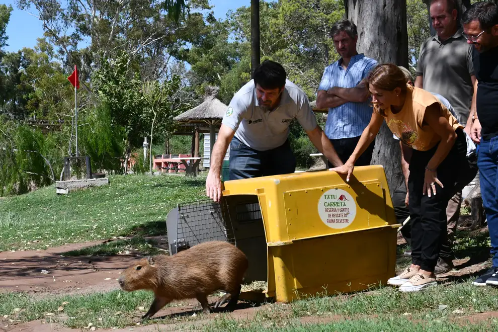 animales