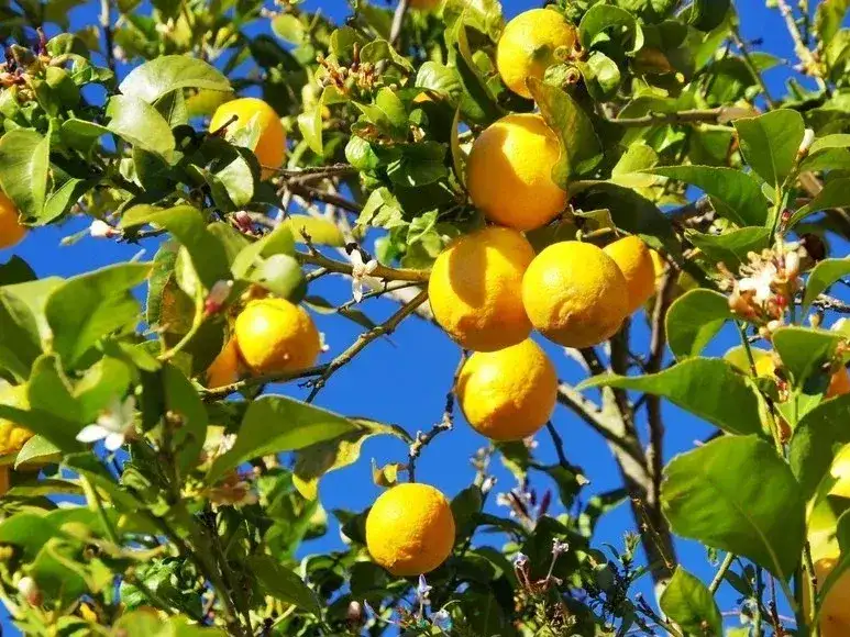 limones