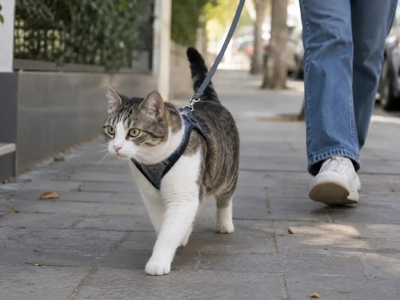 ¿Se puede pasear a un gato? Qué hay que saber antes de sacarlo con correa