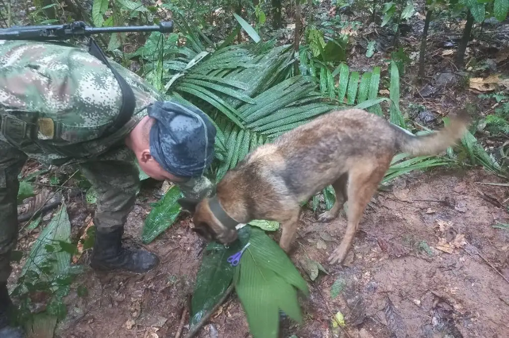 Milagro en Colombia: rescataron con vida a cuatro niños que estaban perdidos en la selva
