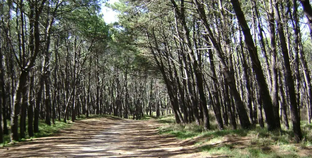Invertirán U$S 75 millones para construir un parque eólico