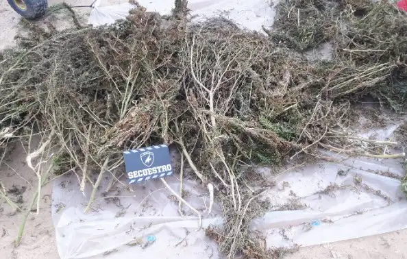 marihuana