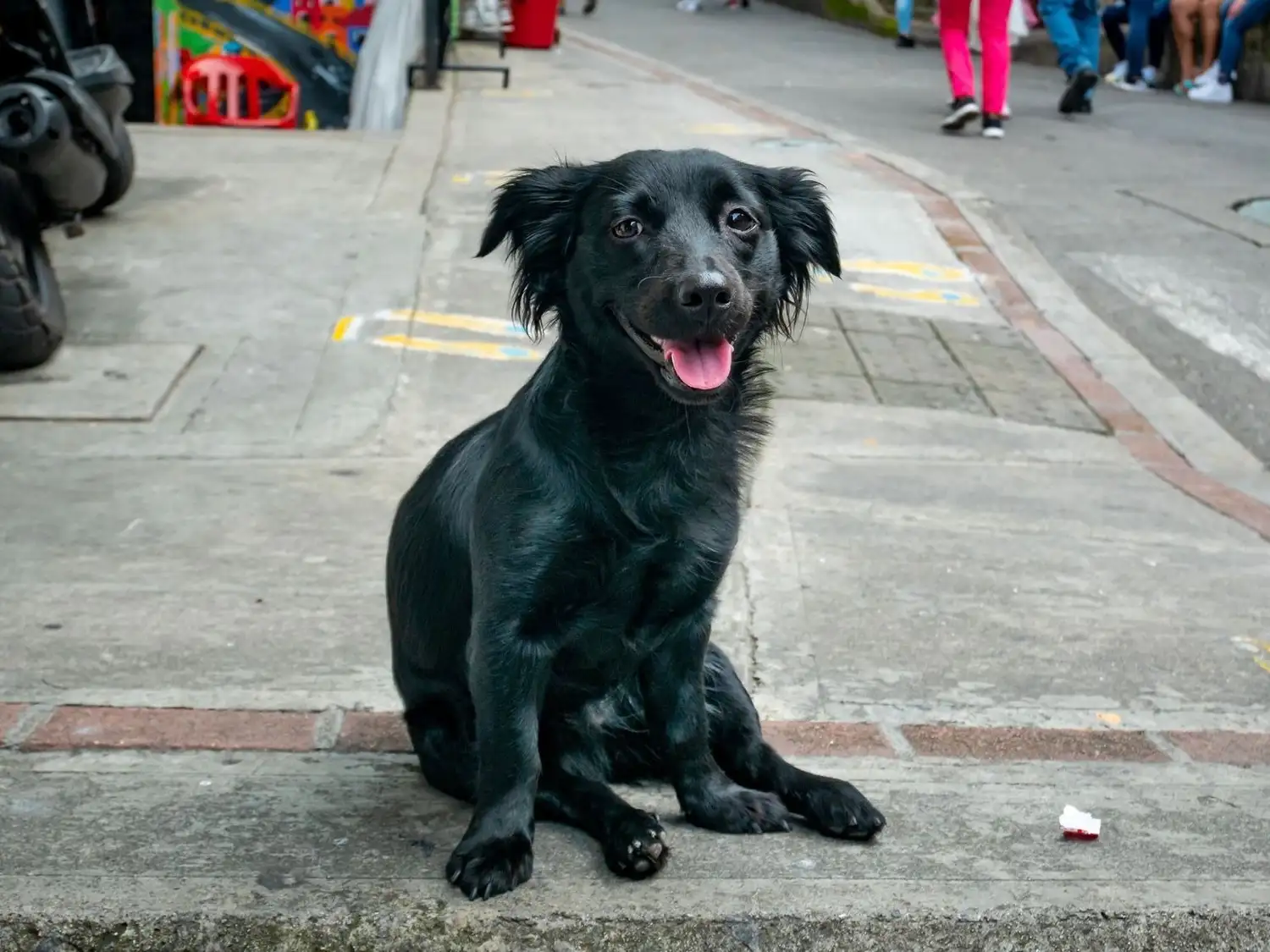 los animales recibirán atención individualizada en un entorno adecuado