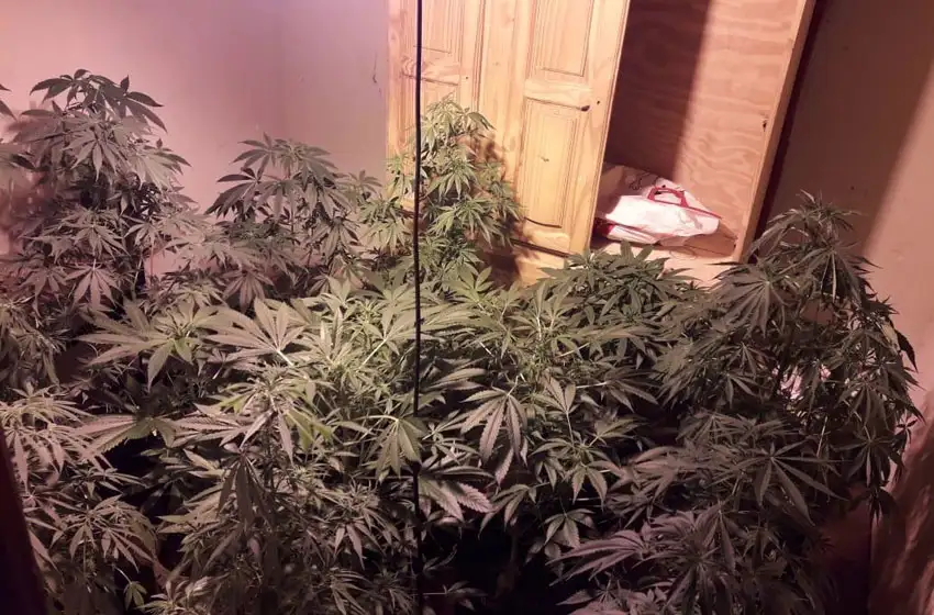 Los aprehendieron por tener un "invernadero" de marihuana
