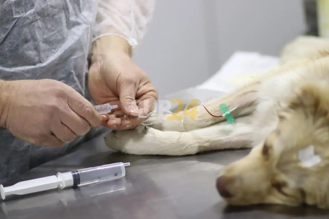 Firmat: turnos disponibles para castraciones gratuitas de animales de compañía 