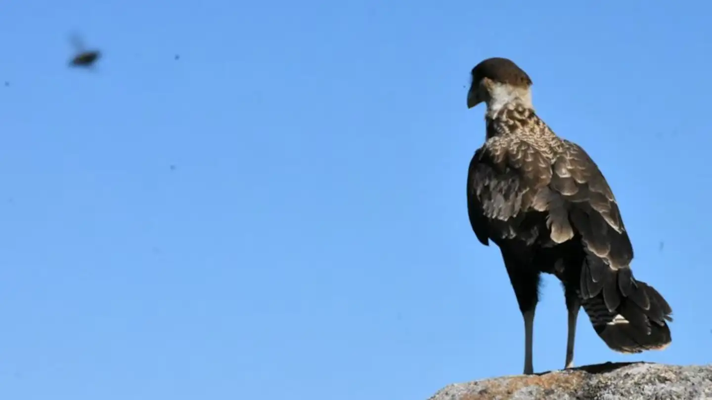 aguila mora