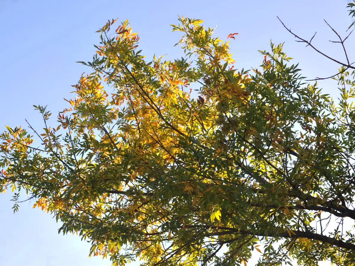 El otoño llega un día antes 