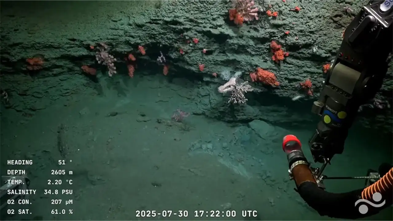 Terminó la expedición del Conicet en Mar del Plata