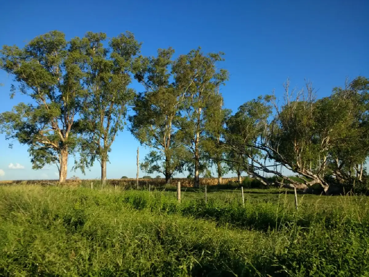 Plan Agroforestal: lo que debe saber el productor para evitar multas  
