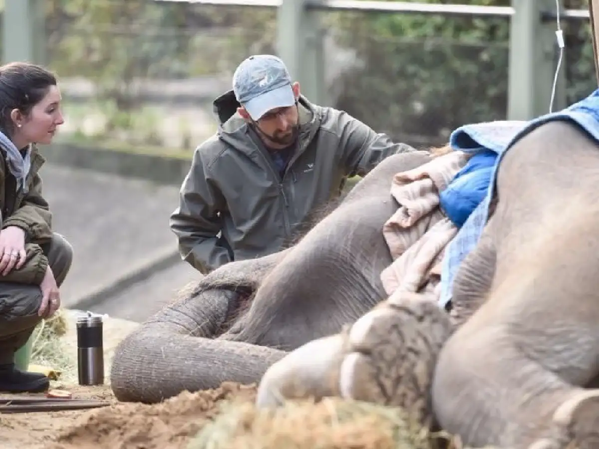 Murió la elefanta “Pelusa” en La Plata