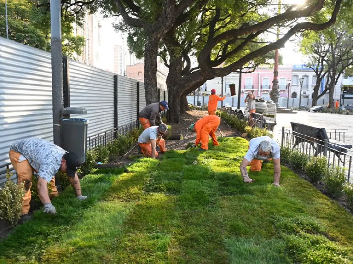Córdoba: plantan 40 árboles de  gran tamaño en la Plaza Colón