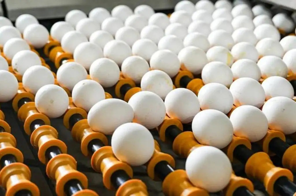 Los ovoproductos argentinos ampliaron su presencia en Europa, Asia y América durante 2026.