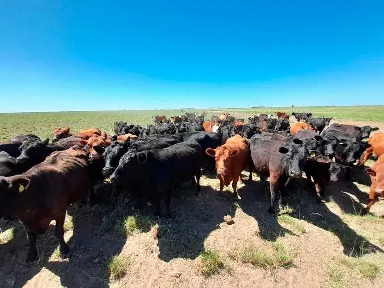vacas