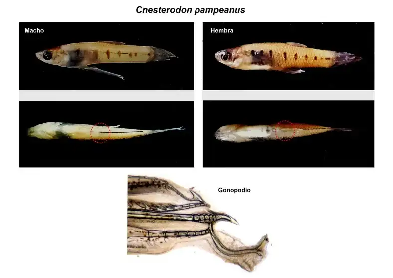 Los estudios permitieron confirmar la existencia de una especie distinta y formalizar su descripción científica.
