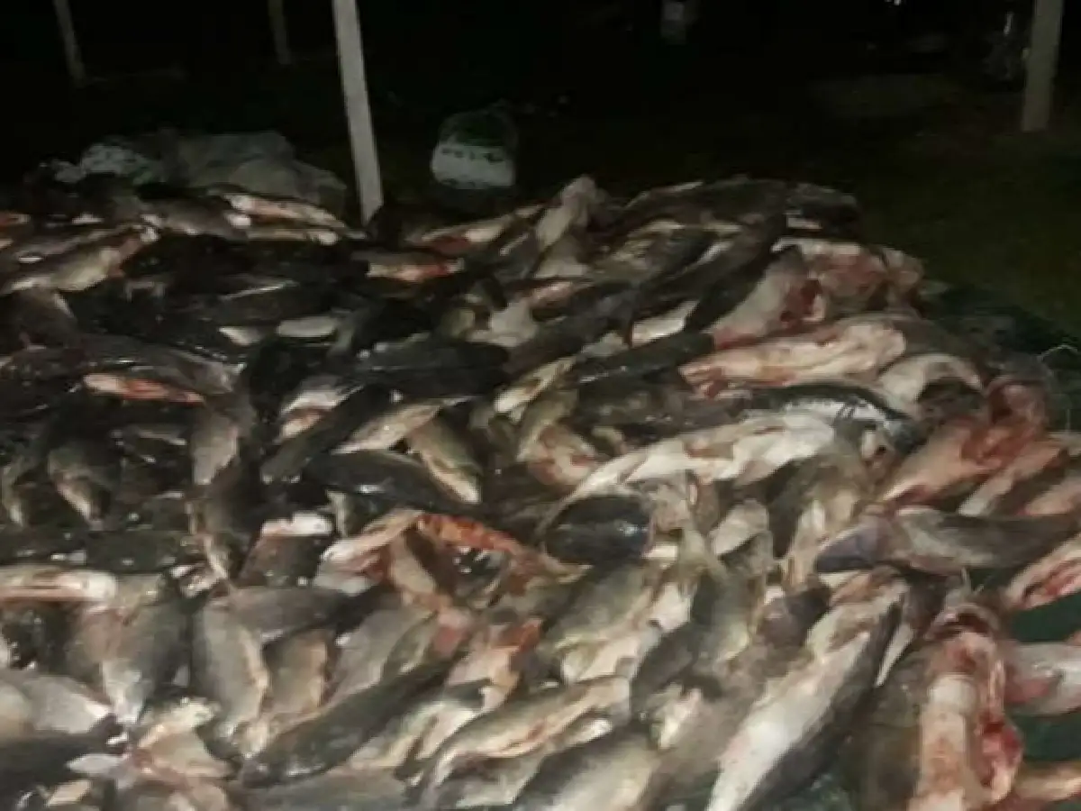 Secuestraron 2.200 sábalos y 200 surubíes de un camión