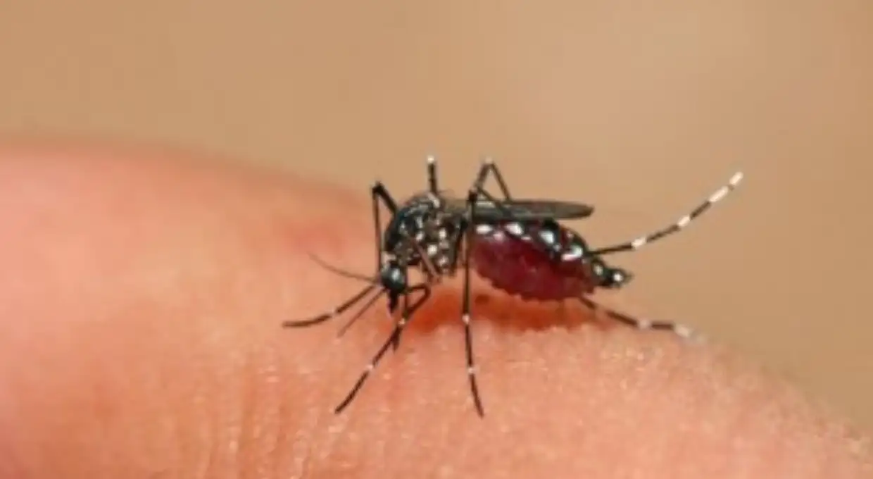 Dos casos de dengue “importado” pone en alerta al norte del país