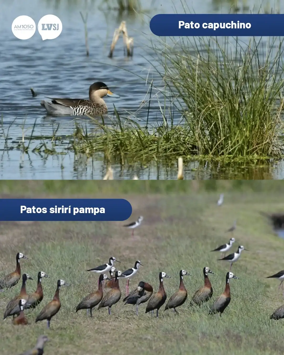 aves